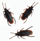 COCKROACH - REALISTIC LIFESIZE PACK OF 36